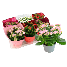 Kalanchoe